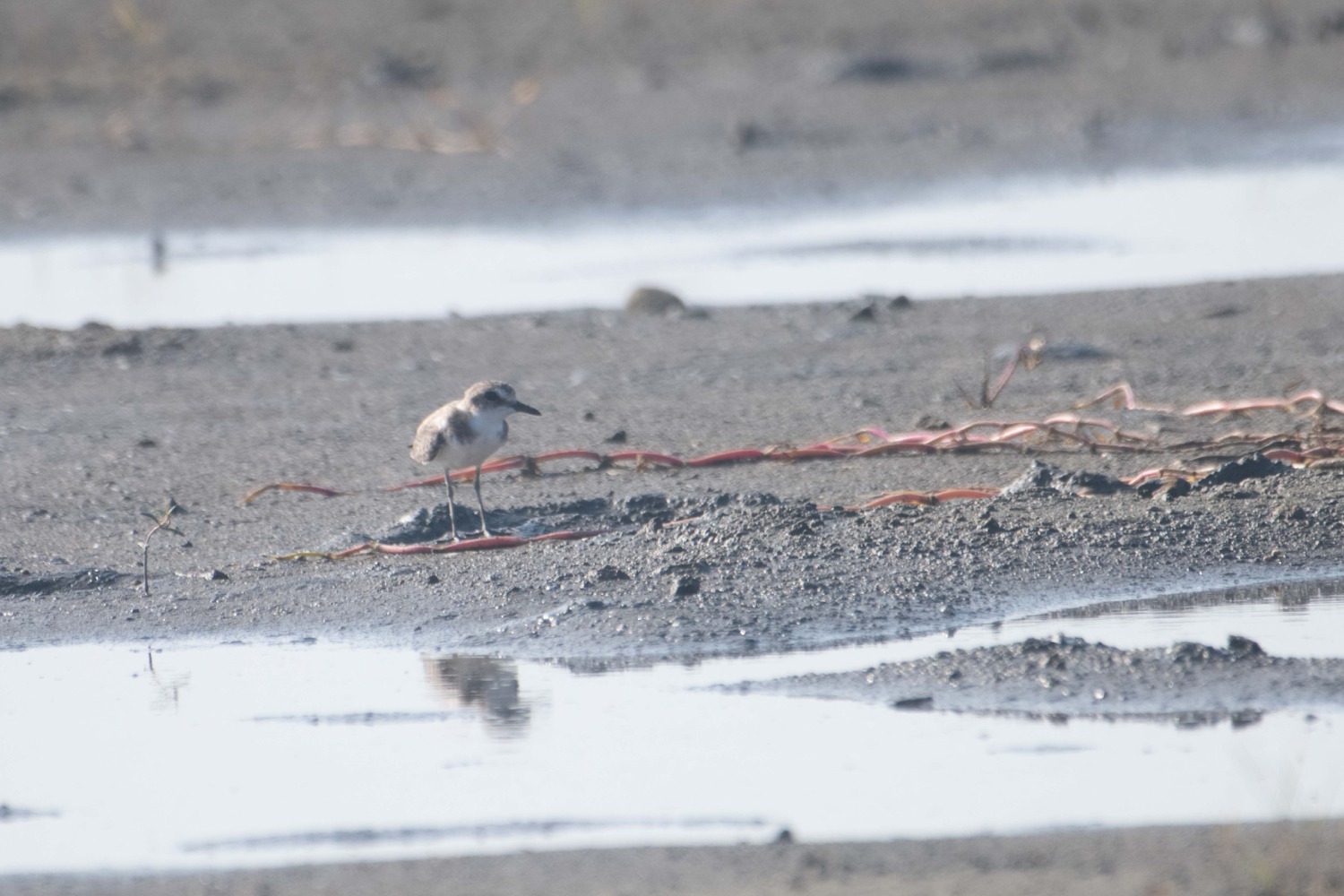 臺中市頂安社區生態調查東方環頸鴴