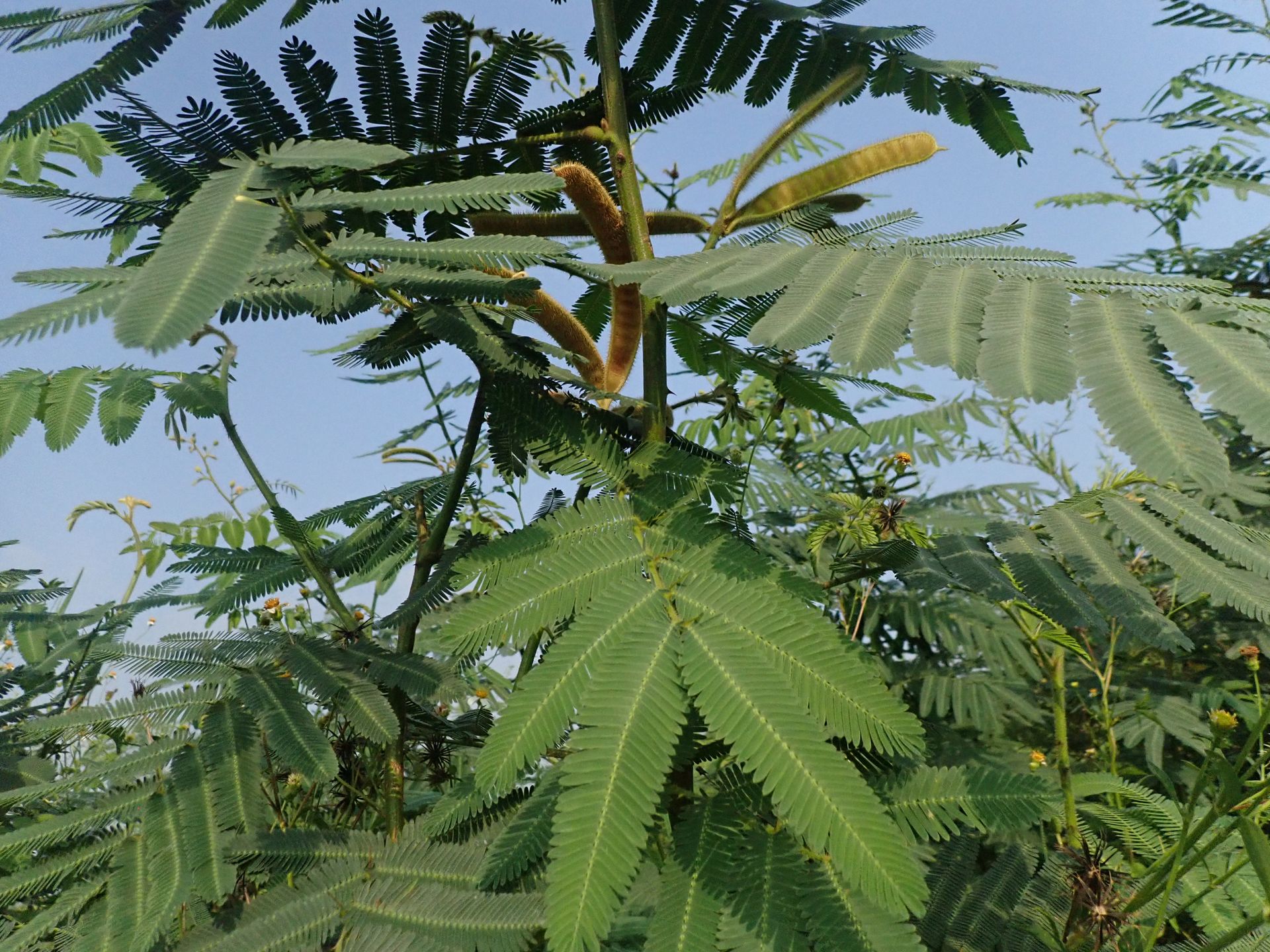臺南市刺軸含羞木熱點分布調查.JPG